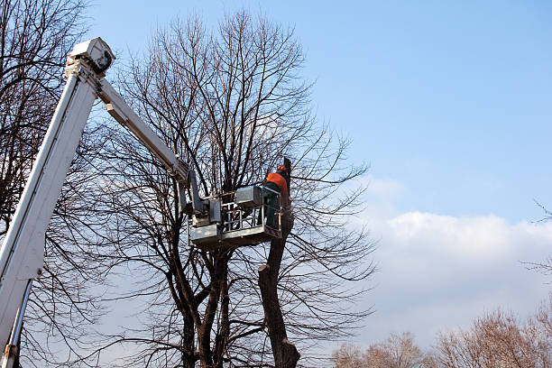 Alamo Heights, TX Tree Care Company